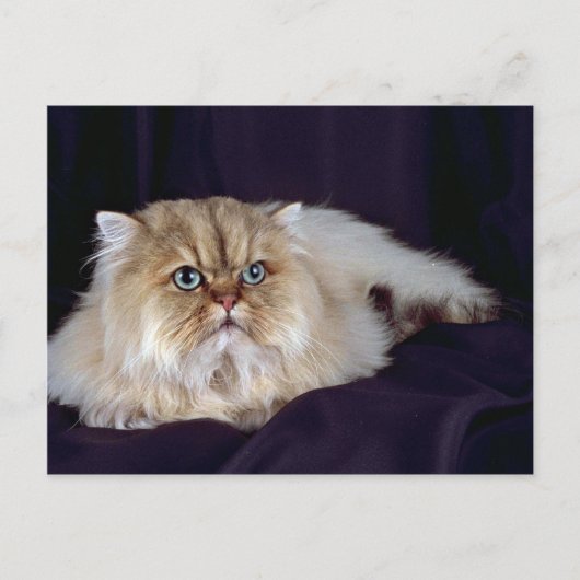 Persisch, golden postkarte (Vorderseite)