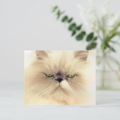 Persische Cat Postkarten (Stehend Vorderseite)