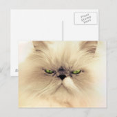 Persische Cat Postkarten (Vorne/Hinten)