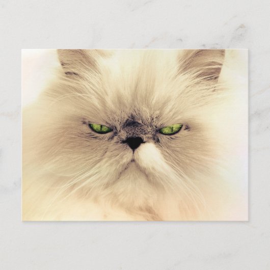 Persische Cat Postkarten (Vorderseite)