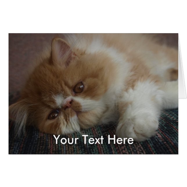 Persische Kätzchen-Karte (Vorderseite (Horizontal))