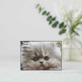 Persische Kätzchen-Visitenkarte groß Visitenkarte (Stehend Vorderseite)