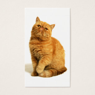 Persische Katze
