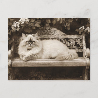 Persische Katze auf der Gartenbank Postkarte