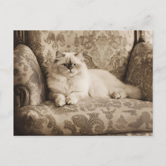 Persische Katze auf einem Sofa Vintag Postkarte