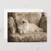 Persische Katze auf einem Sofa Vintag Postkarte (Vorne/Hinten)