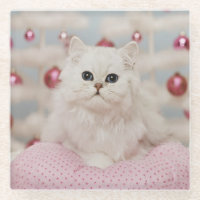 Persische Katze, die auf rosa Kissen sitzt