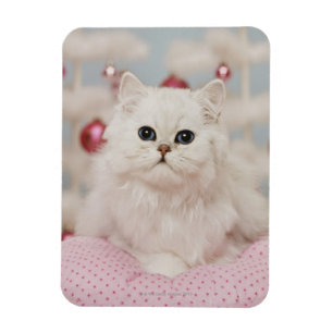 Persische Katze, die auf rosa Kissen sitzt Magnet