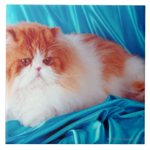Persische Katze Fliese