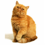 Persische Katze Freistehende Fotoskulptur<br><div class="desc">Katze,  Perser,  Rot,  Tier,  Haustier,  Bonbon,  Schale</div>
