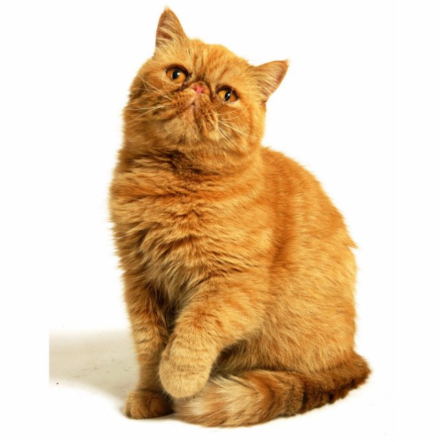 Persische Katze Freistehende Fotoskulptur (Vorne)