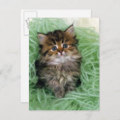 Persische Katze; ist ein der ältesten Zucht der Postkarte (Vorne/Hinten)
