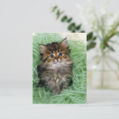 Persische Katze; ist ein der ältesten Zucht der Postkarte (Stehend Vorderseite)
