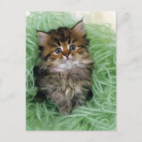 Persische Katze; ist ein der ältesten Zucht der