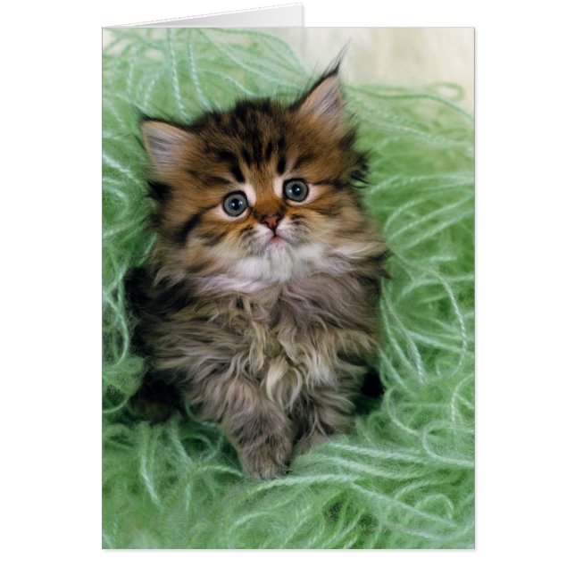 Persische Katze; ist eine der ältesten Katzenrasse (Vorne)