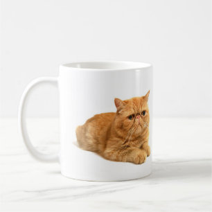 Persische Katze Kaffeetasse
