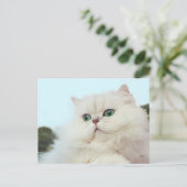 Persische Katze mit Jade Eyes Postkarte (Stehend Vorderseite)