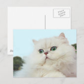 Persische Katze mit Jade Eyes Postkarte (Vorne/Hinten)