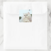 Persische Katze mit Jade Eyes Quadratischer Aufkleber (Tasche)