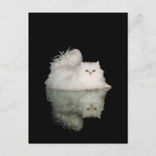 Persische Katze mit Jade Green Eyes Postkarte (Vorderseite)