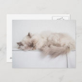Persische Katze Postkarte (Vorne/Hinten)