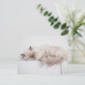 Persische Katze Postkarte (Stehend Vorderseite)