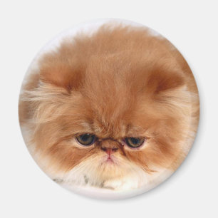 Persische Katzen-Gesicht Magnet