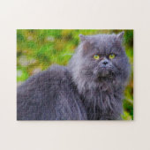 Persische Katzen. Puzzle (Horizontal)