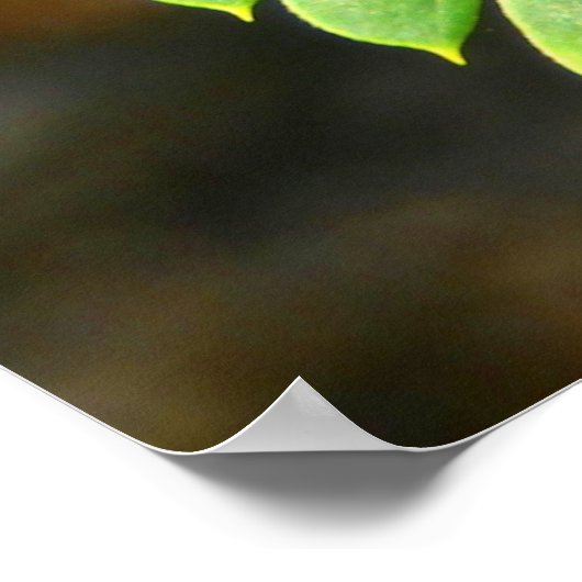 Persische Seidenbaum-Blätter Poster (Ecke)