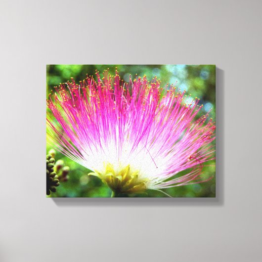 Persische Seidenbaum Blume Canvas Print Leinwanddruck (Vorderseite)