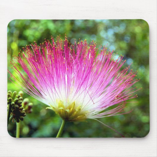 Persische Seidenbaum-Blume-Mouse Mat Mousepad (Vorne)