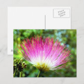 Persische Seidenbaum-Blume Postkarte (Vorne/Hinten)