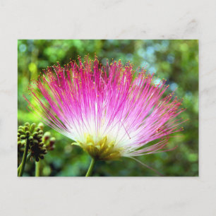 Persische Seidenbaum-Blume Postkarte