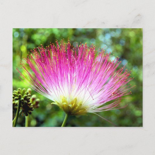 Persische Seidenbaum-Blume Postkarte (Vorderseite)