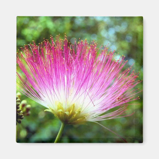 Persischer Seidenbaum-Blume Magnet (Vorne)