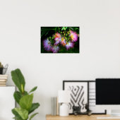 Persischer Seidenbaum (Mimosa) in voller Blüte Poster (Heimbüro)