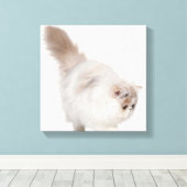 Persisches Kätzchen (3 Monate alt) Leinwanddruck (Insitu (Holzboden))