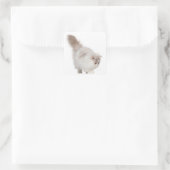 Persisches Kätzchen (3 Monate alt) Quadratischer Aufkleber (Tasche)