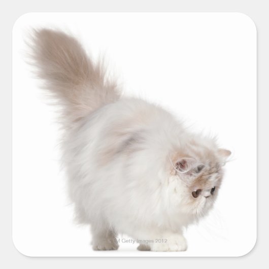 Persisches Kätzchen (3 Monate alt) Quadratischer Aufkleber (Vorderseite)