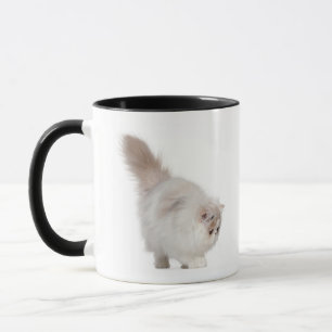 Persisches Kätzchen (3 Monate alte) Tasse
