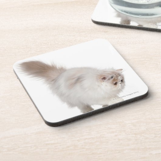 Persisches Kätzchen (3 Monate alte) Untersetzer (Linke Seite)