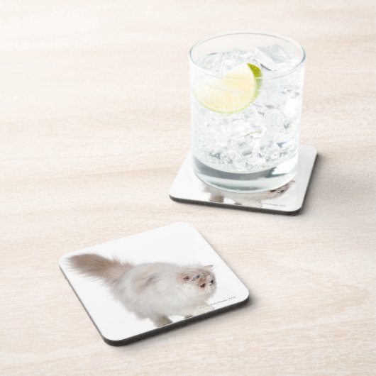 Persisches Kätzchen (3 Monate alte) Untersetzer (Rechte Seite)