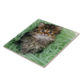 Persisches Kätzchen Fliese (Seite)