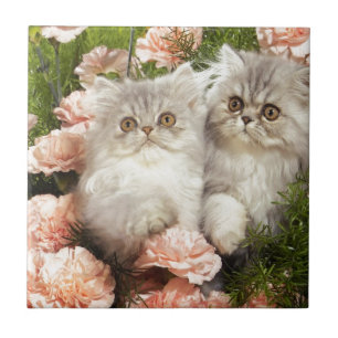 Persisches Kätzchen-Spiel in den rosa Blumen Fliese