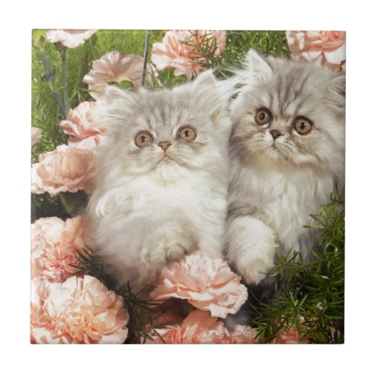 Persisches Kätzchen-Spiel in den rosa Blumen Fliese (Vorderseite)