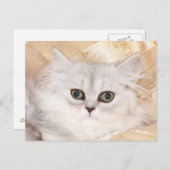 Persisches Kätzchengesicht Postkarte (Vorne/Hinten)