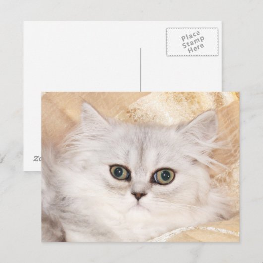 Persisches Kätzchengesicht Postkarte (Vorne/Hinten)