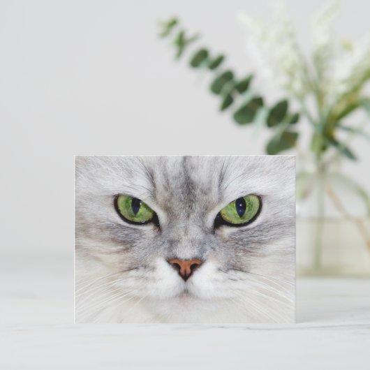Persisches Katzenportrait - Postkarte (Stehend Vorderseite)