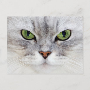 Persisches Katzenportrait - Postkarte