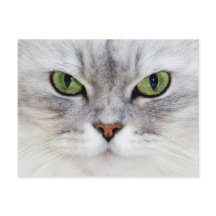 Persisches Katzenportrait - Postkarte